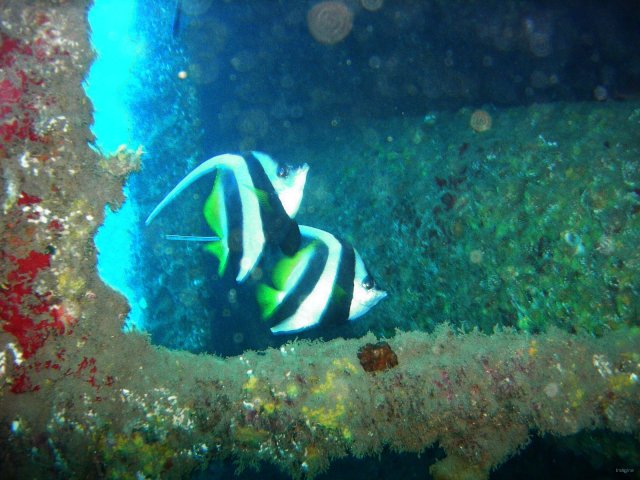 69- Deux poissons cochers visitent l'epave 
